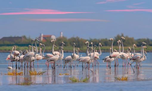 hotelformula de ausflug-zu-den-rosa-flamingos-im-po-delta 015