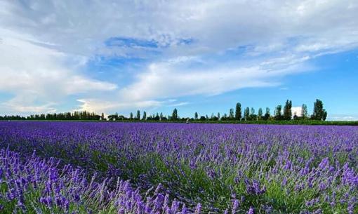hotelformula en stay-in-the-po-delta-with-excursion-to-the-lavender-fields 015